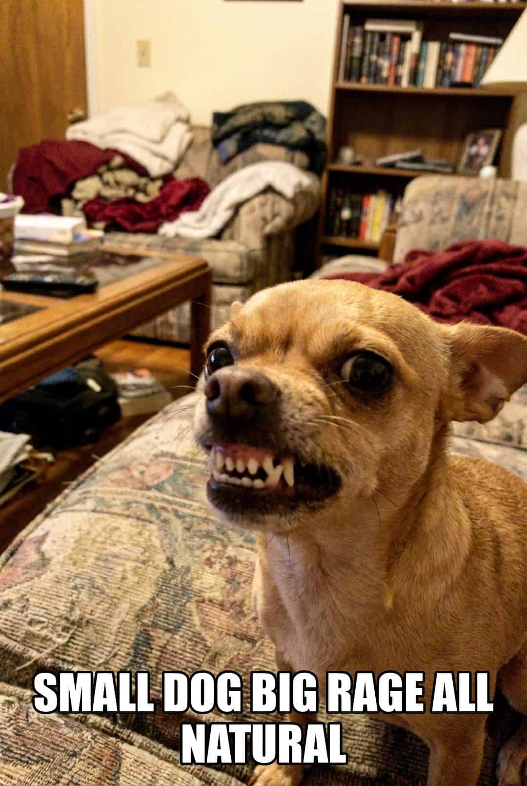 small dog big rage all natural