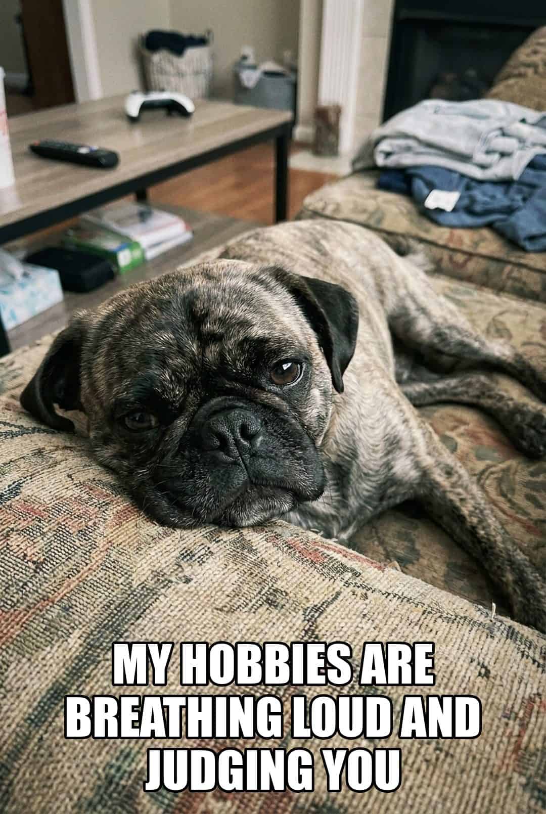 my hobbies are breathing loud and judging you