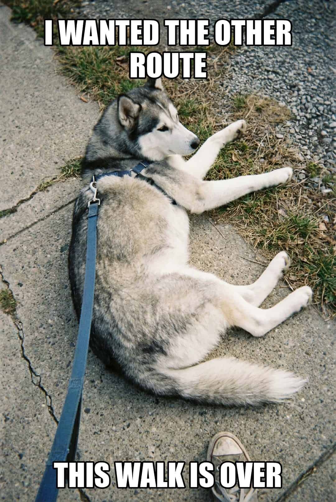 i wanted the other route this walk is over
