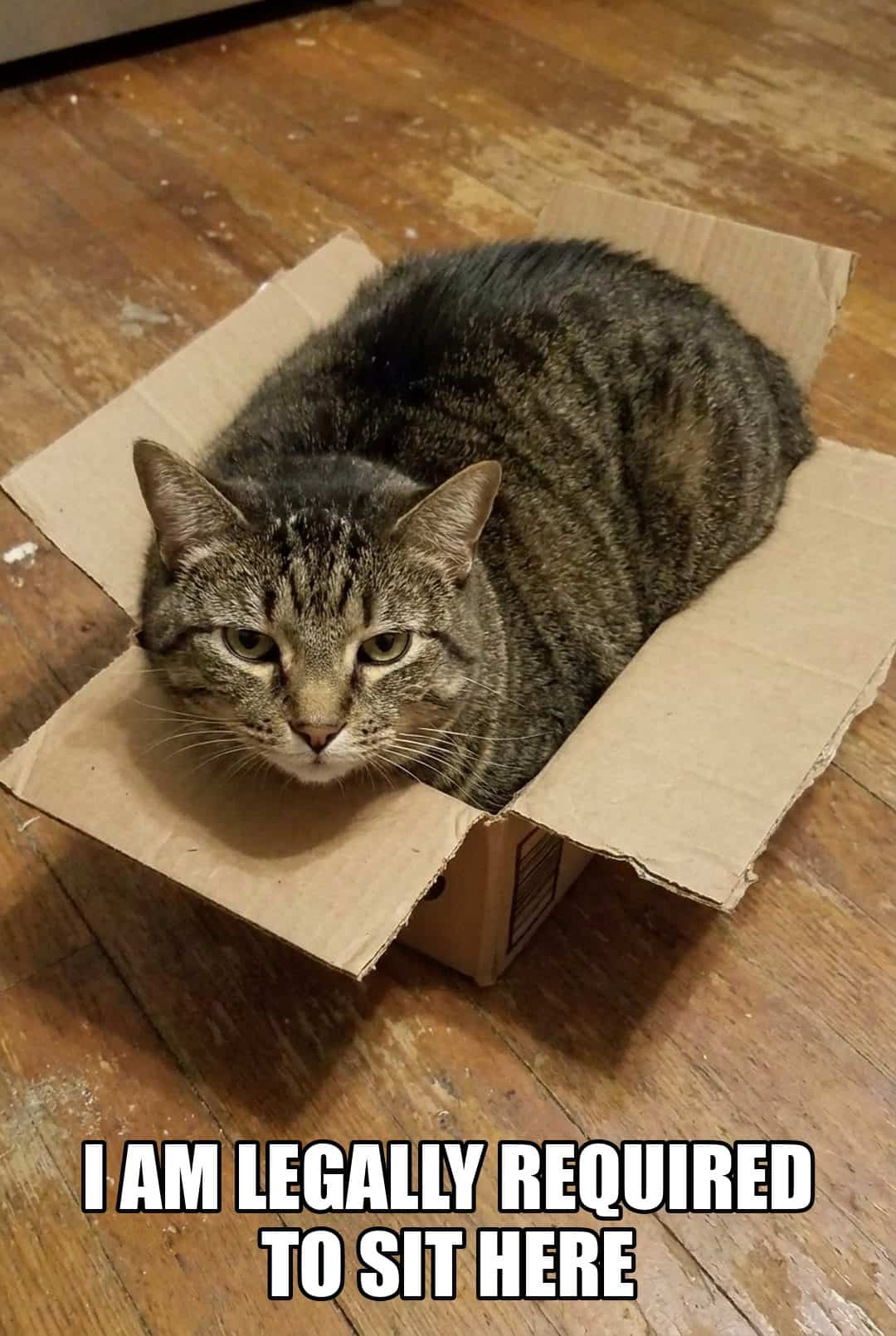 i am legally required to sit here