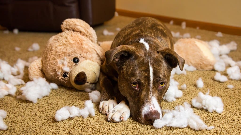 The Teddy Never Stood A Chance