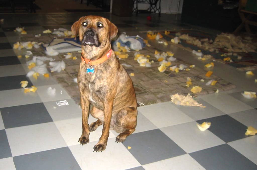 Officer, The Pillow Exploded On Its Own
