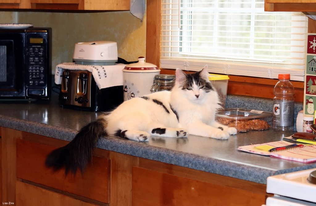 Sir, This Counter Is Now My Property