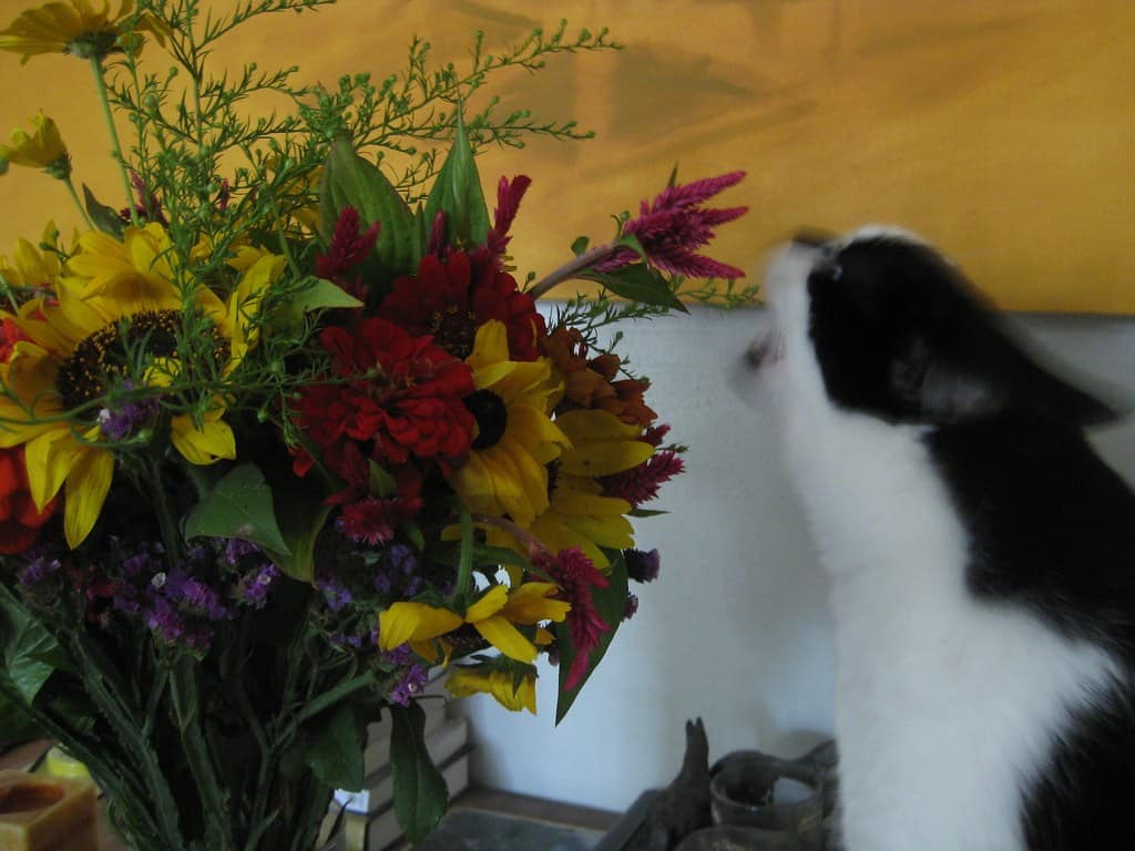 The Flowers Were Delicious, Thanks For Asking