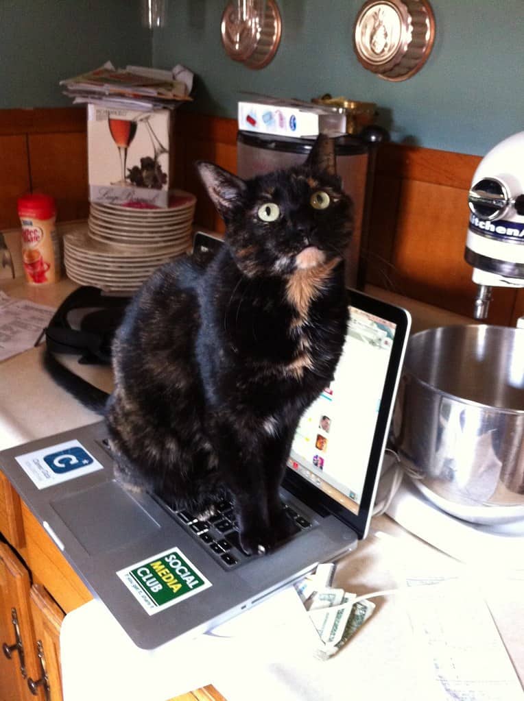 Laptop Warmer, Reporting For Duty