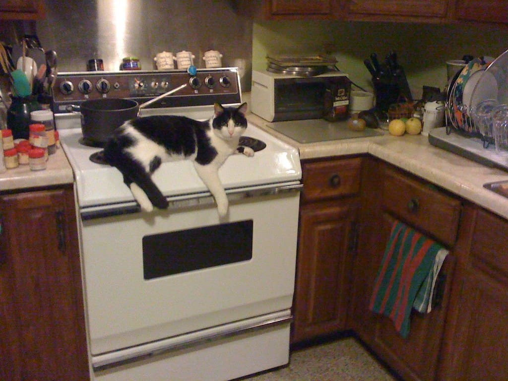 The Stove Was Warm And I Regret Nothing