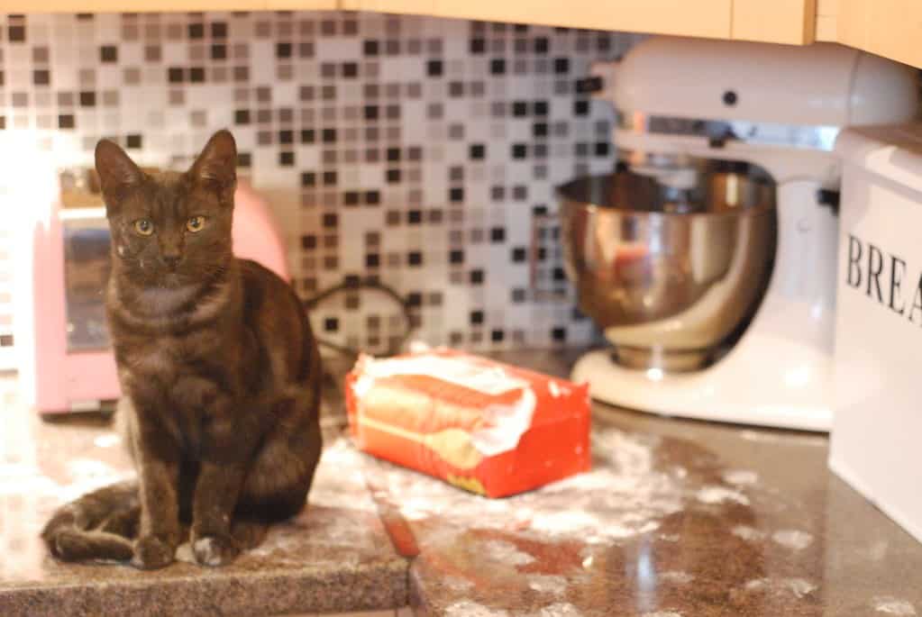 The Flour Bag Attacked First
