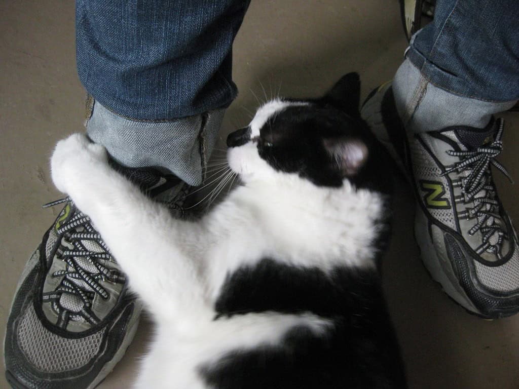 Your Shoelaces Were A Threat To Us All