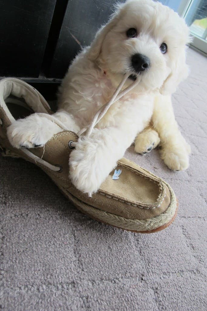 These Shoes Are My Size Now
