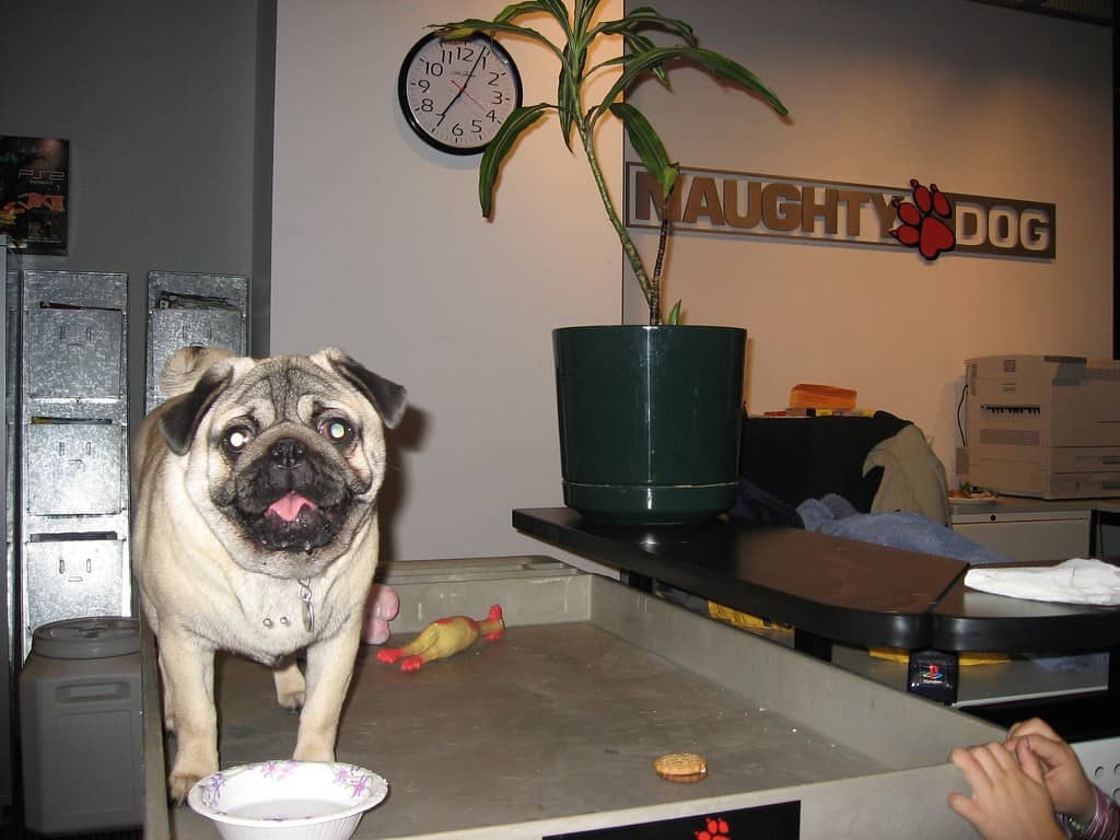 The Sign Says Naughty Dog. I Cannot Read.