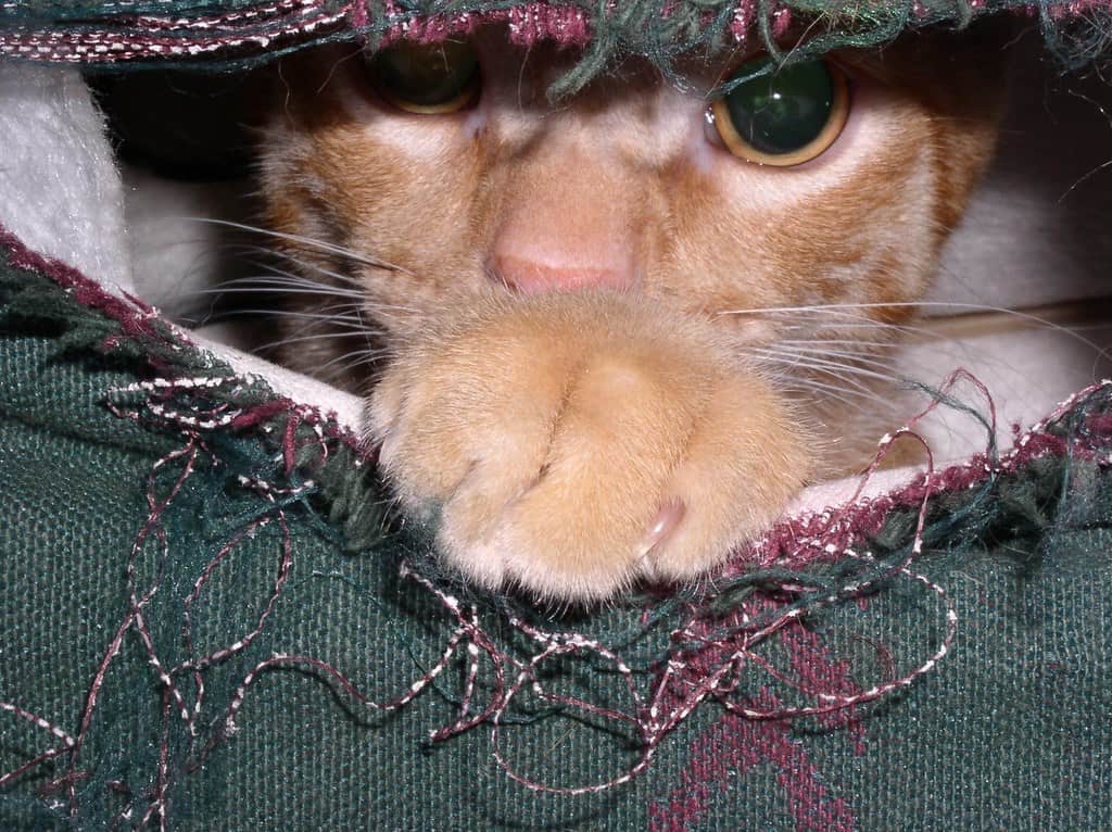 I Live Inside The Couch Now