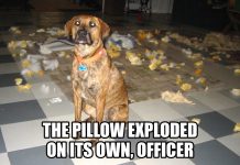 27 Tiny Criminals Caught Red-Pawed (The Evidence Is Adorable)