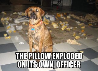 27 Tiny Criminals Caught Red-Pawed (The Evidence Is Adorable)